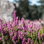 Hotel Heidpark Lüneburg