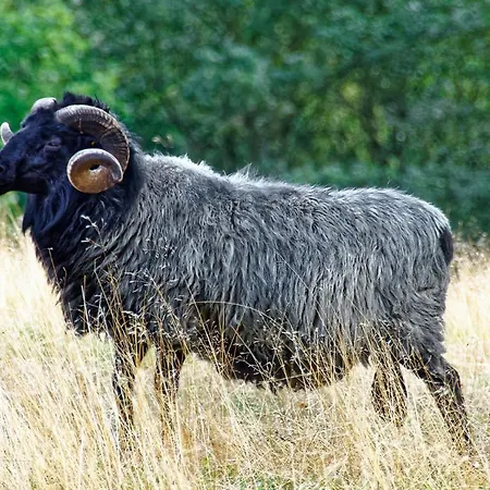 מלון Heidpark Lüneburg