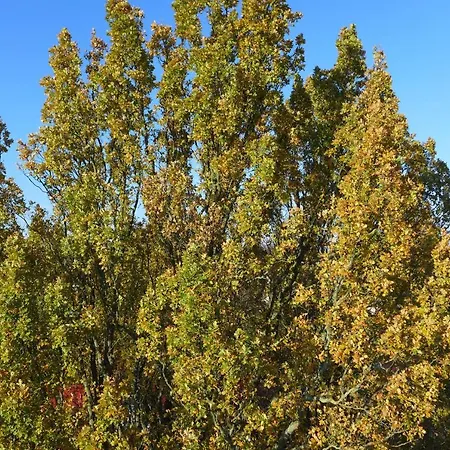 Heidpark 3* Lüneburg